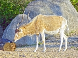 Parc zoologique de Paris