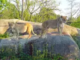 Parc zoologique de Paris