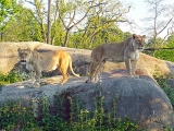 Parc zoologique de Paris