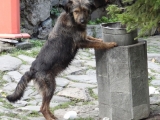 Rila