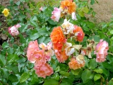 Roseraie l'Hay-les-roses