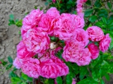 Roseraie l'Hay-les-roses