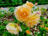 Roseraie l'Hay-les-roses