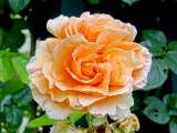 Roseraie l'Hay-les-roses