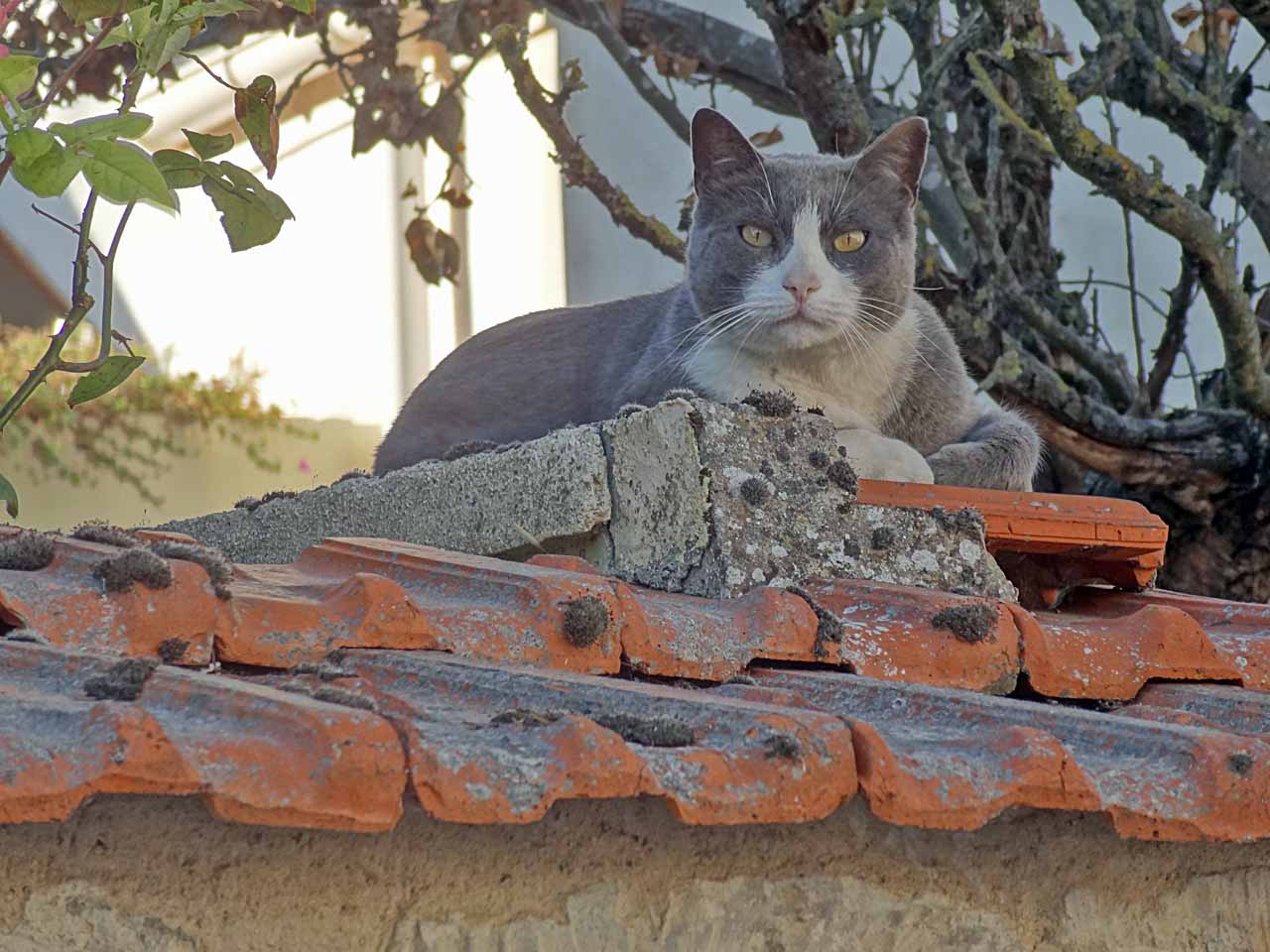 Chat rue du Montcel, Auvers-sur-Oise