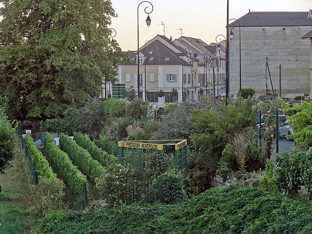 Vignes du pressoir auversois à Auvers-sur-Oise