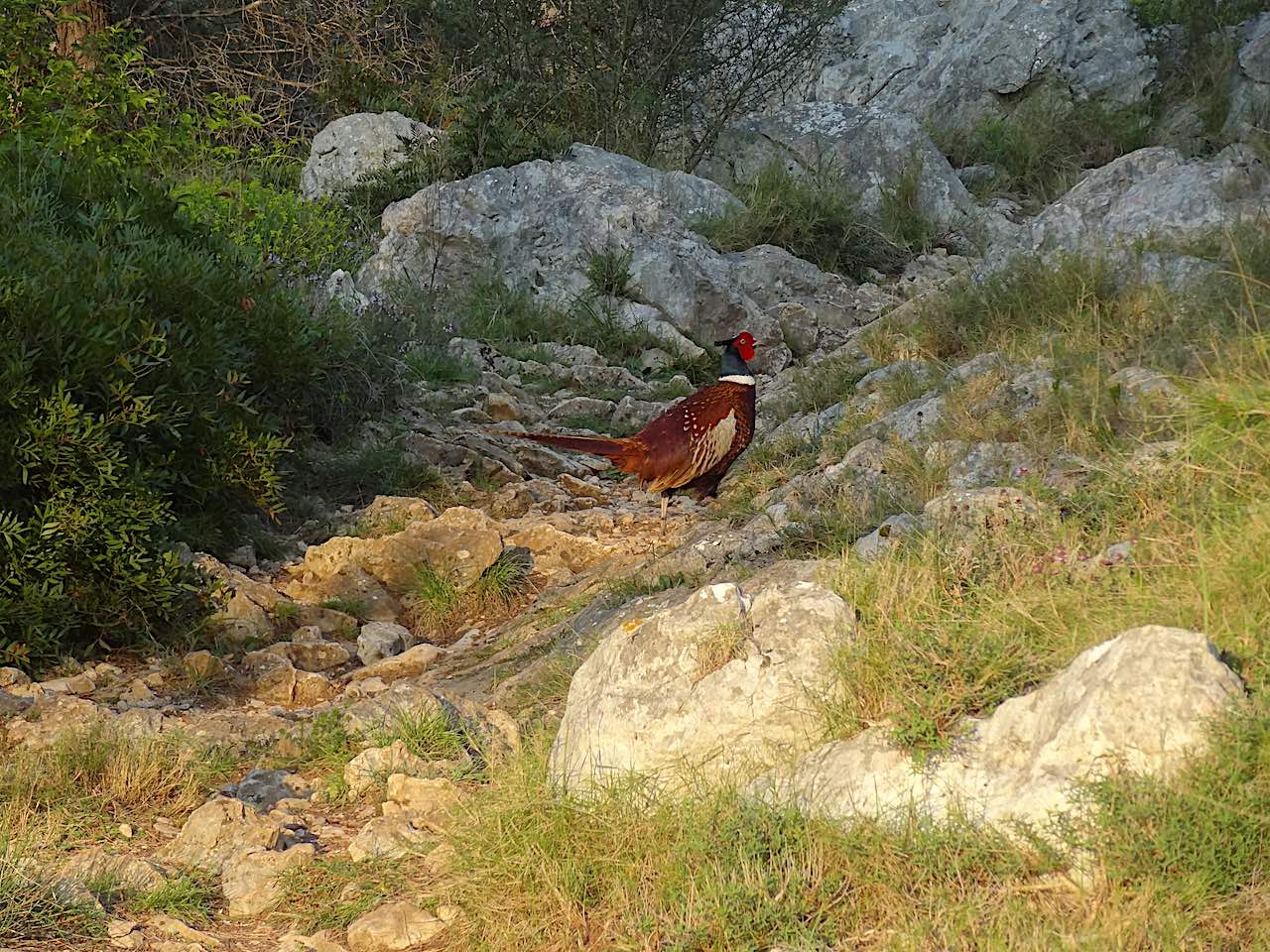 Faisan au mont Bastide