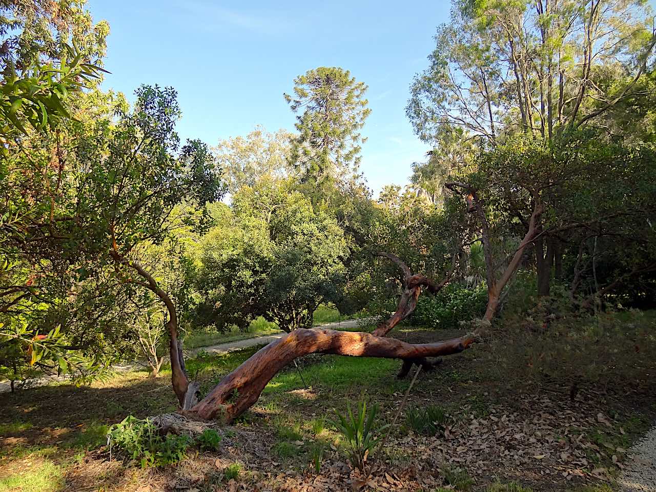 jardin botanique de la villa Thuret à Antibes