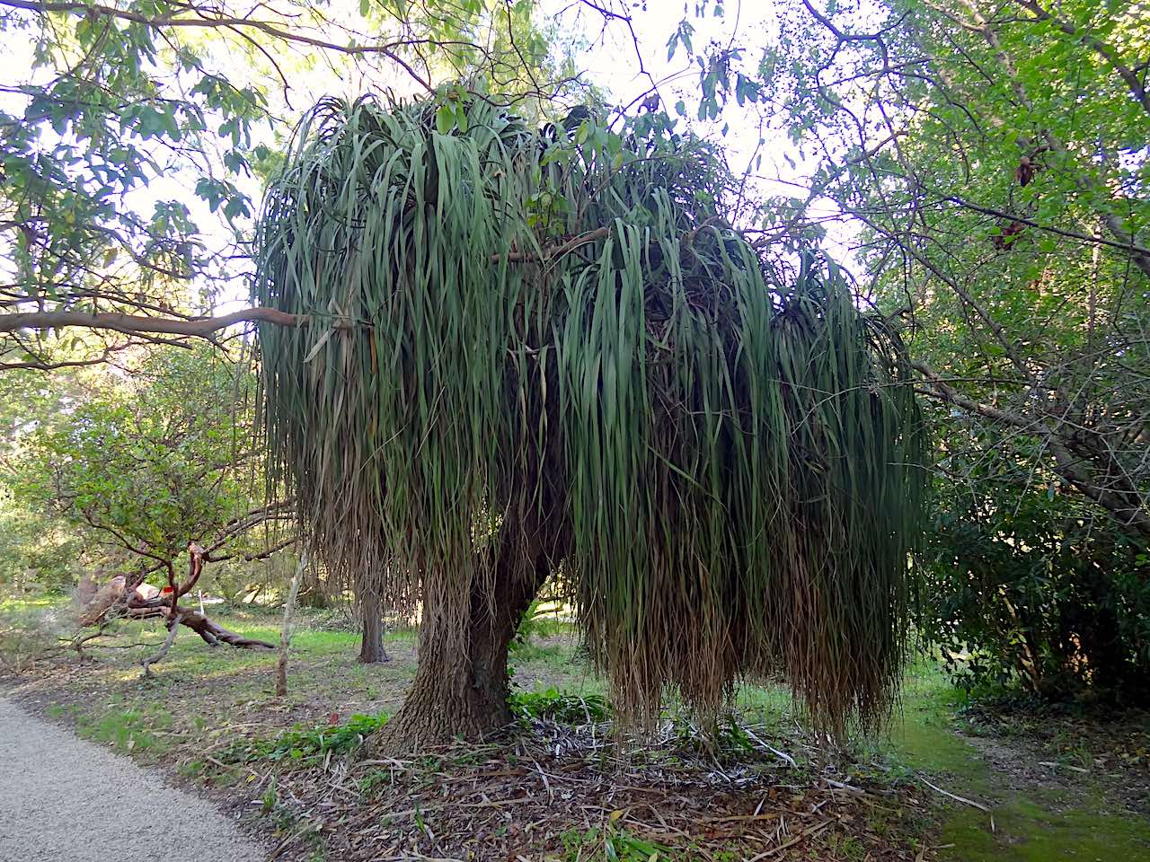 jardin botanique de la villa Thuret à Antibes