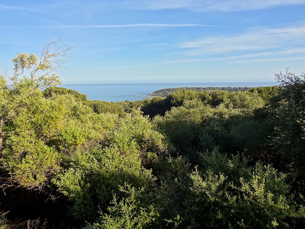 bois de la garoupe à Antibes