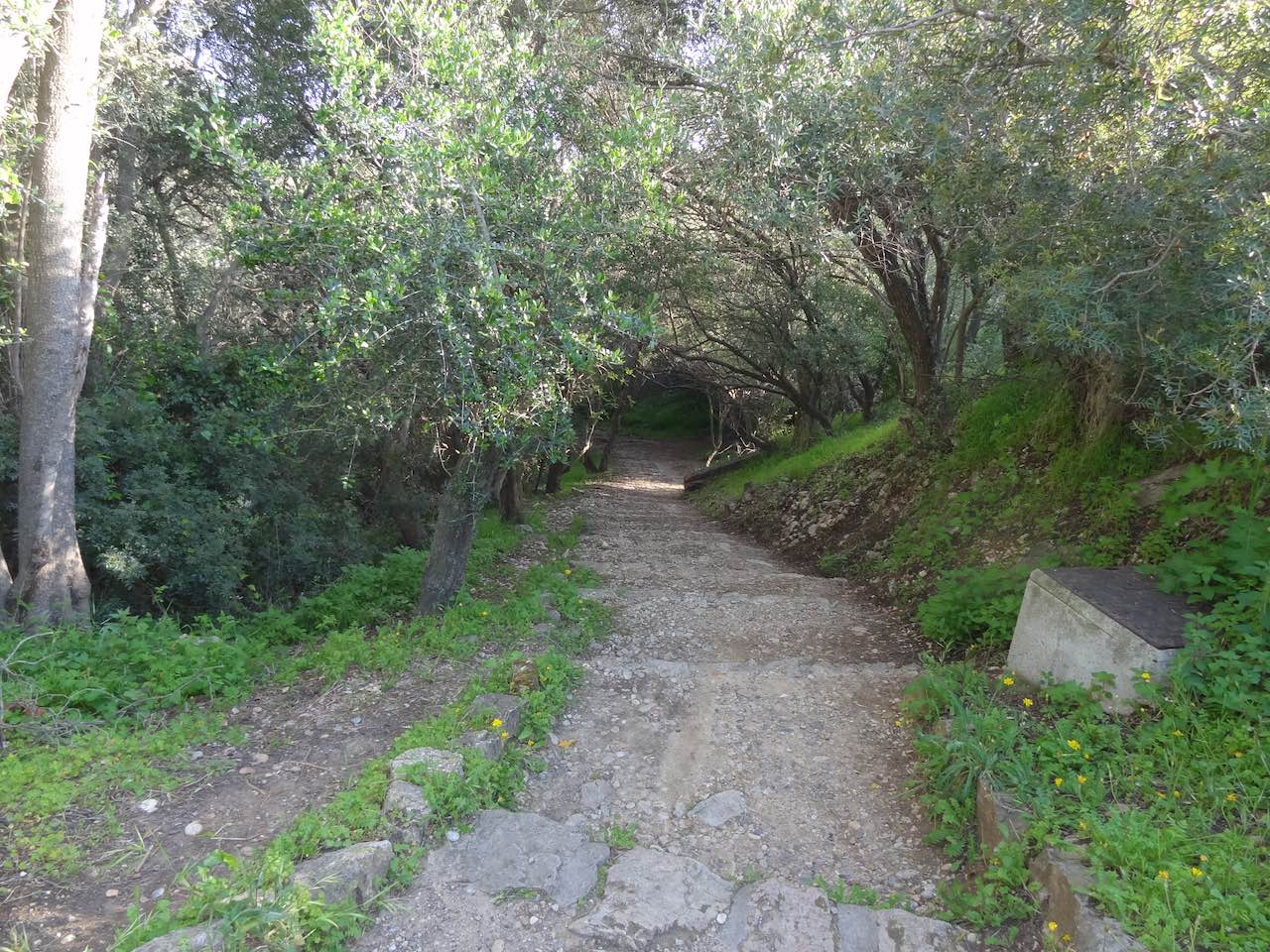 bois de la garoupe à Antibes