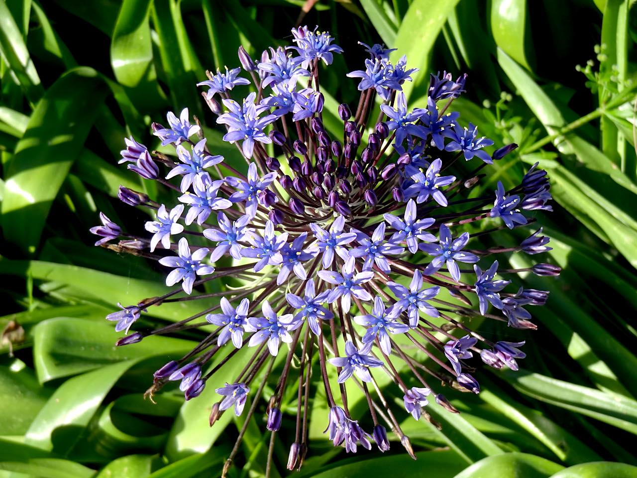 jardin botanique de la villa Thuret à Antibes