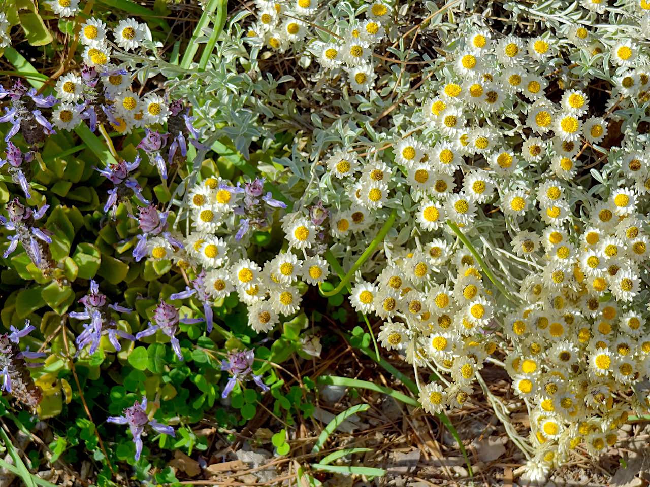 jardin botanique de la villa Thuret à Antibes