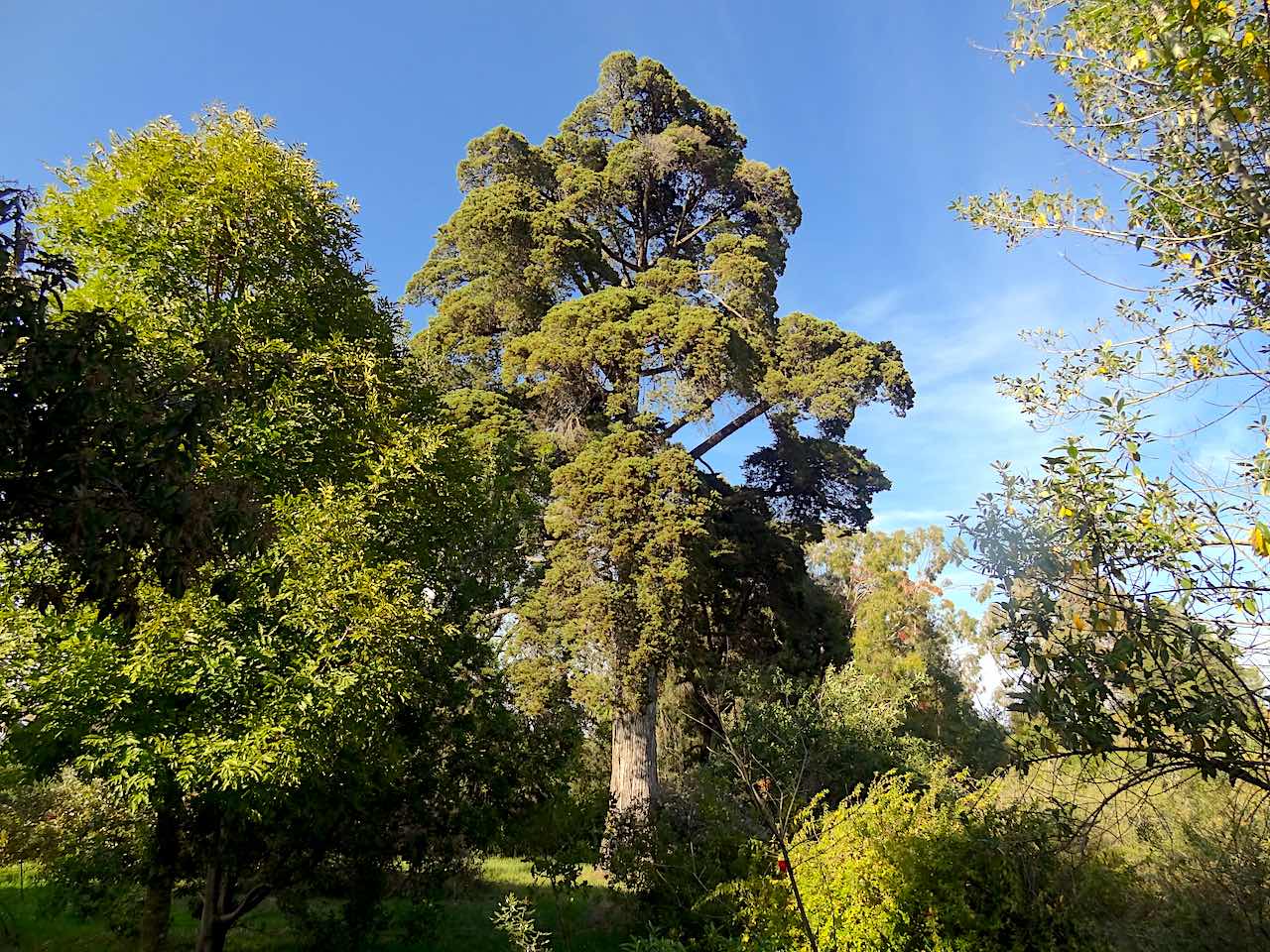 jardin botanique de la villa Thuret à Antibes