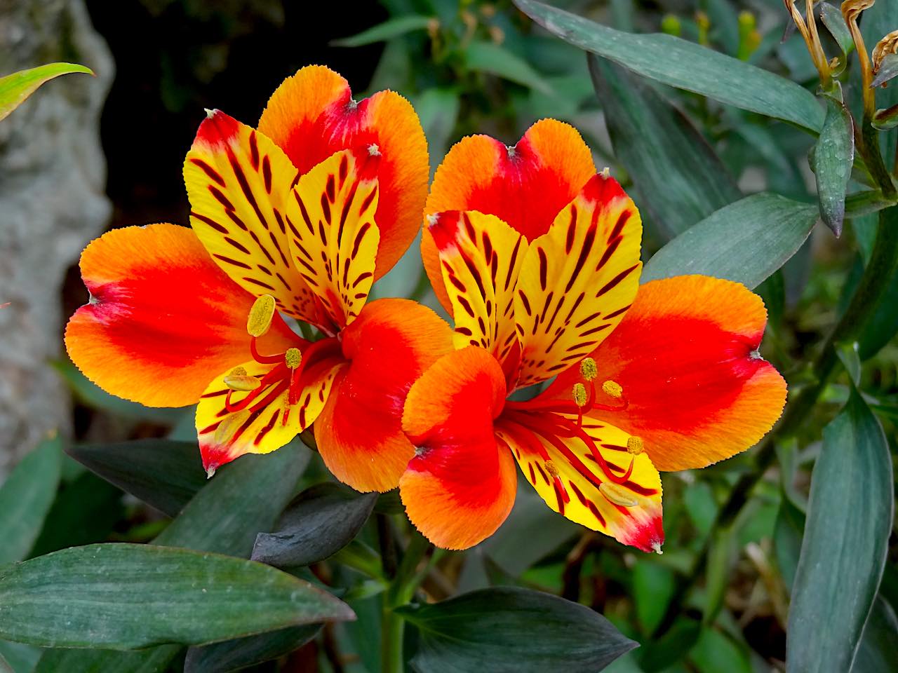 Jardin exotique d'Èze