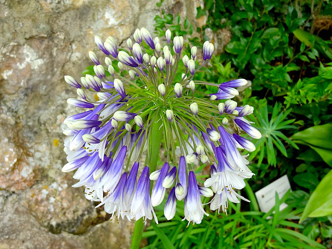 Jardin exotique d'Èze