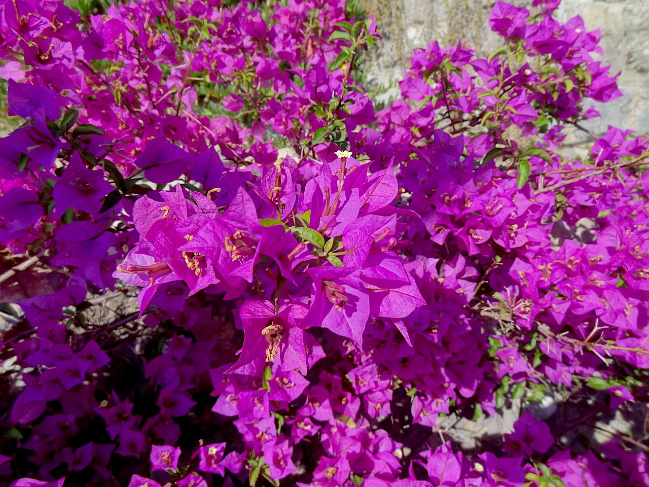 Jardin exotique d'Èze