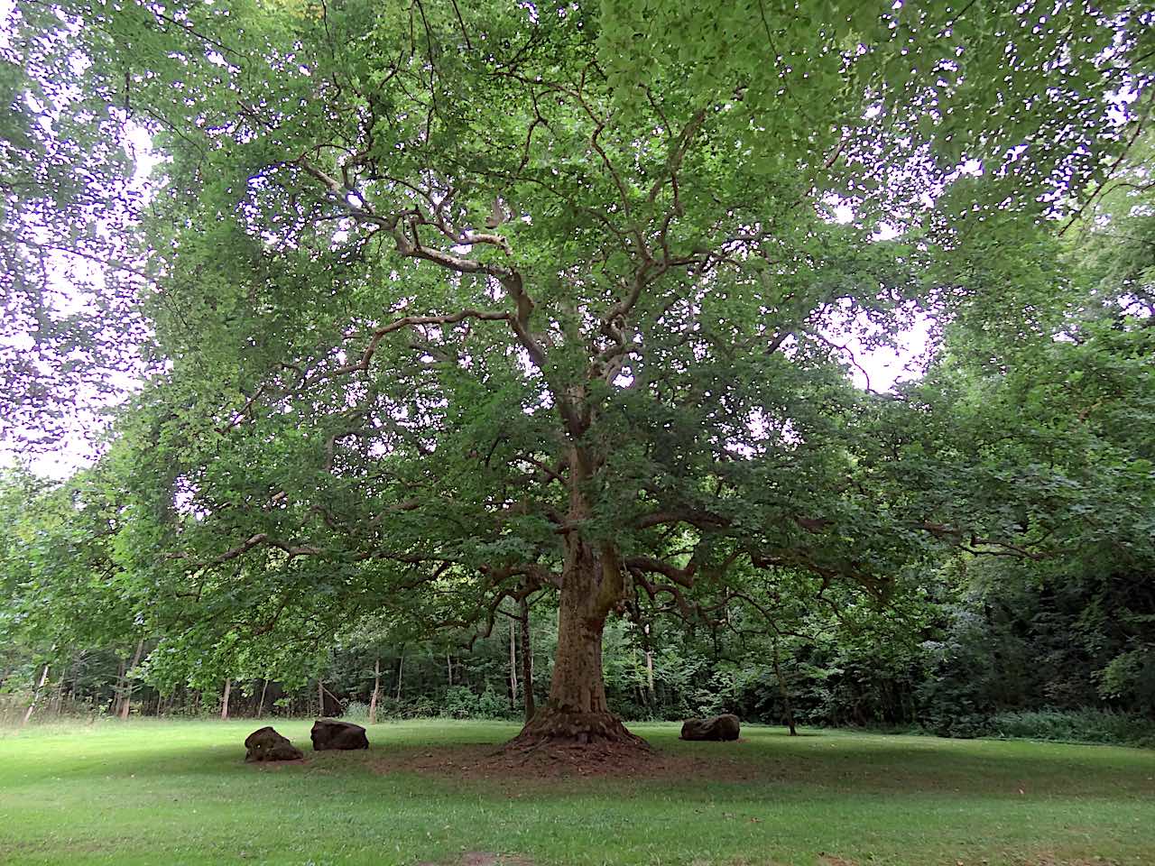 Gros Platane du parc de Courances