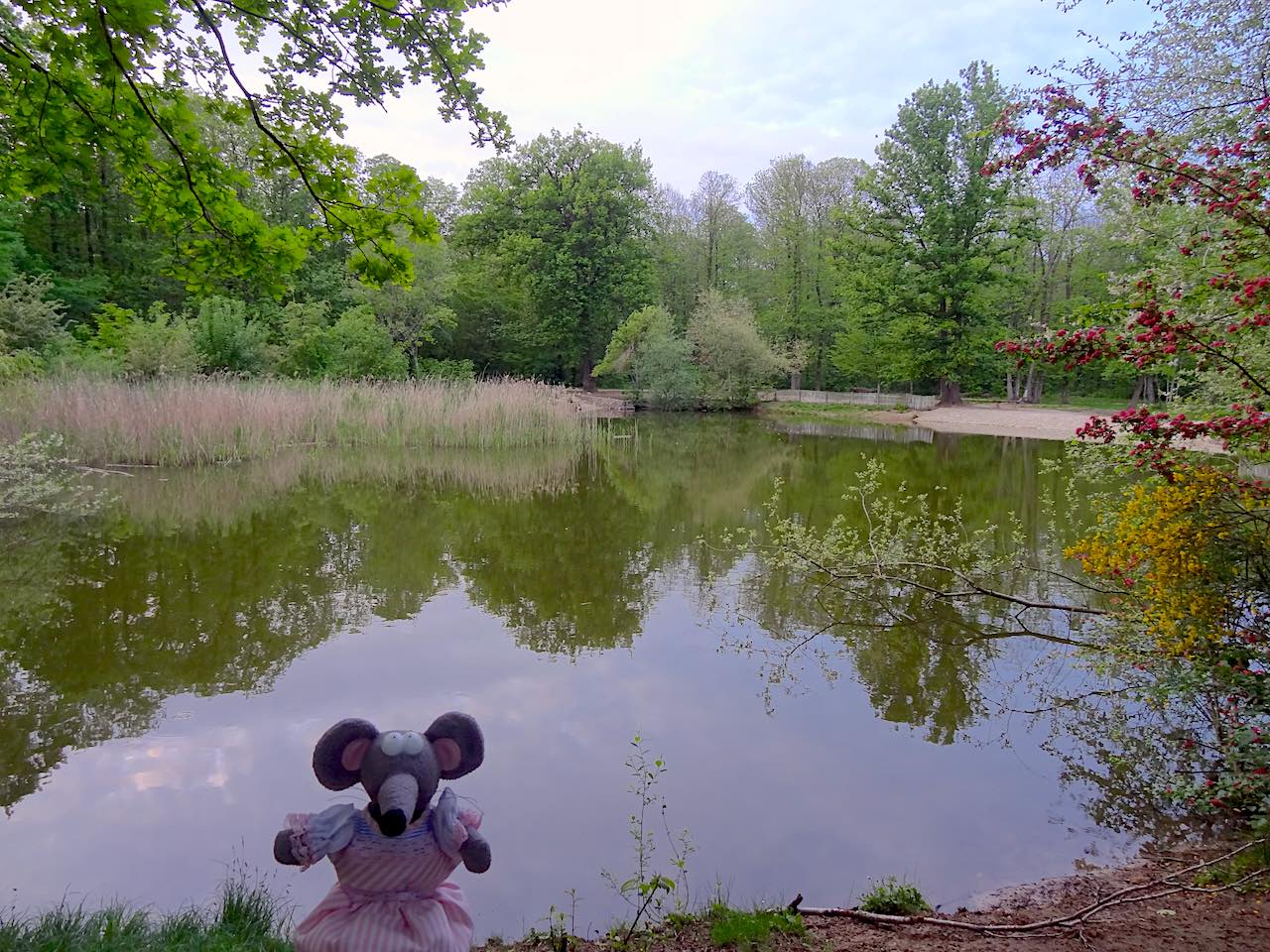 étang Godard dans la forêt de Montmorency