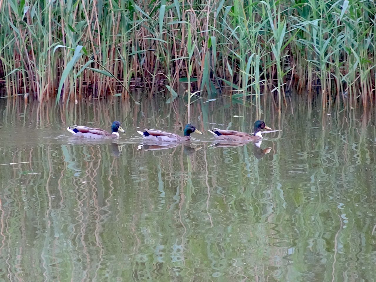 canards forêt de Montmorency