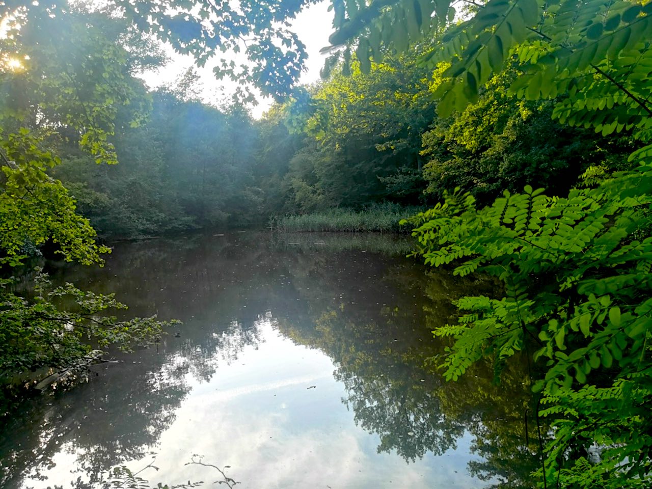 étang Marie forêt de Montmorency