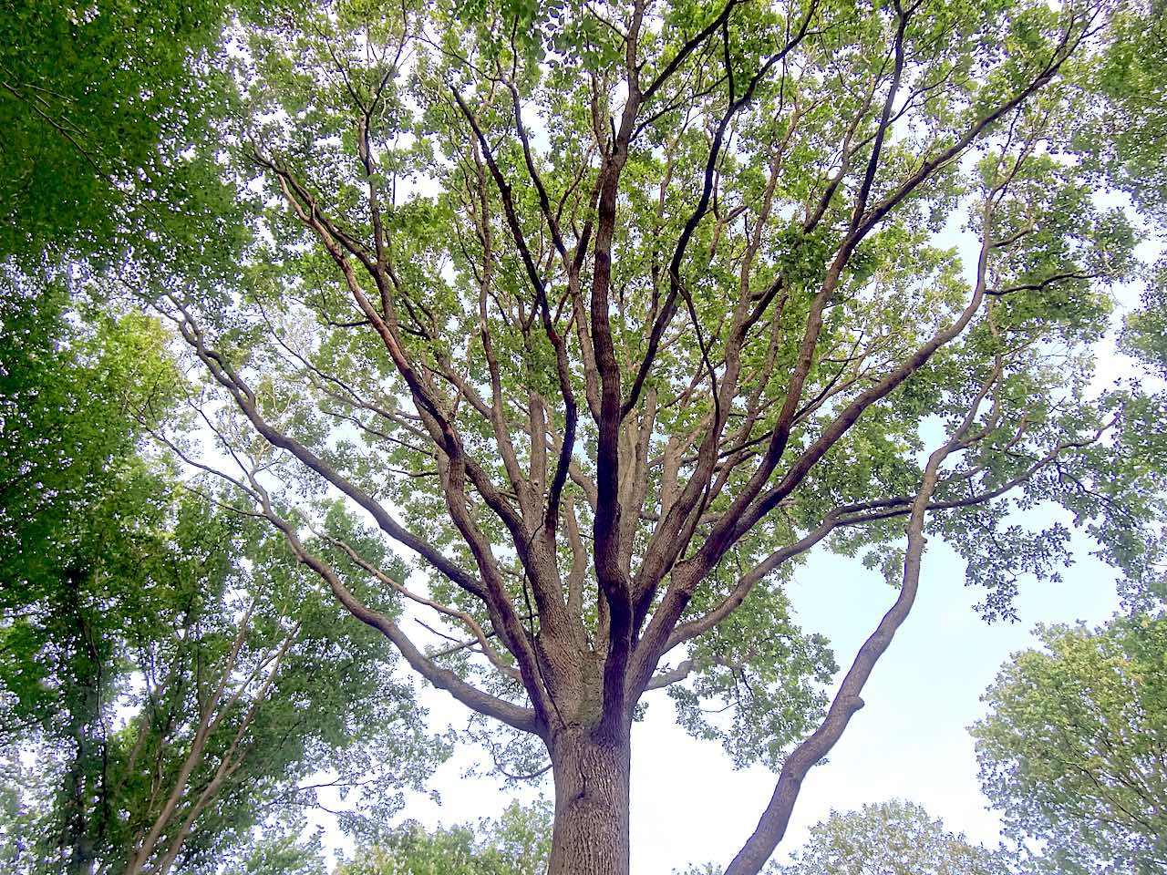 foret montmorency