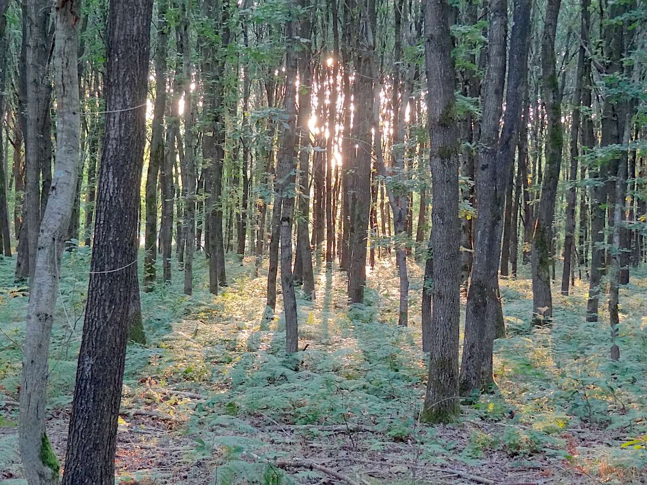 forêt de Montmorency