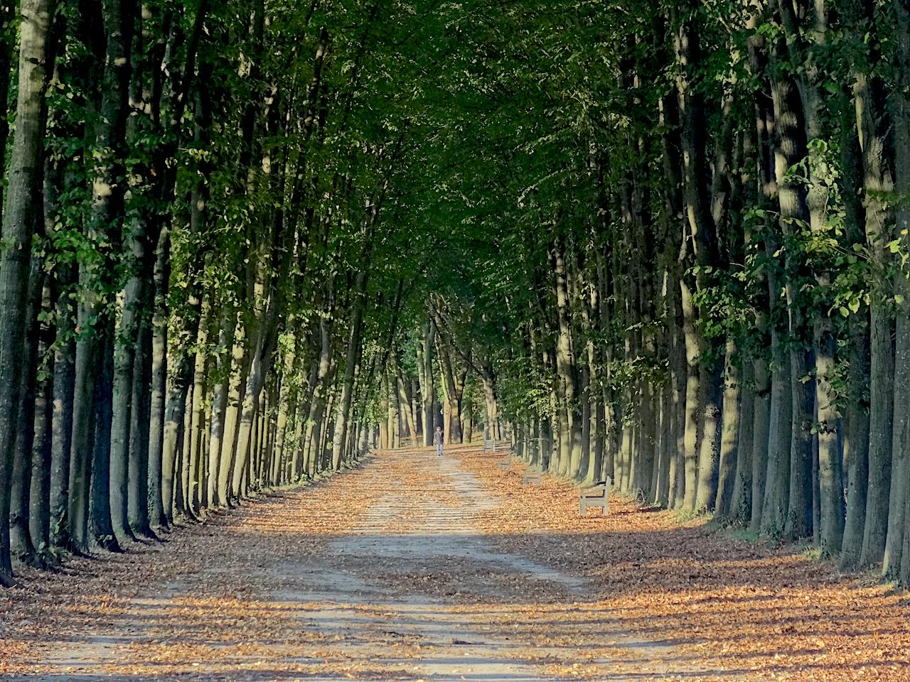 forêt de Marly