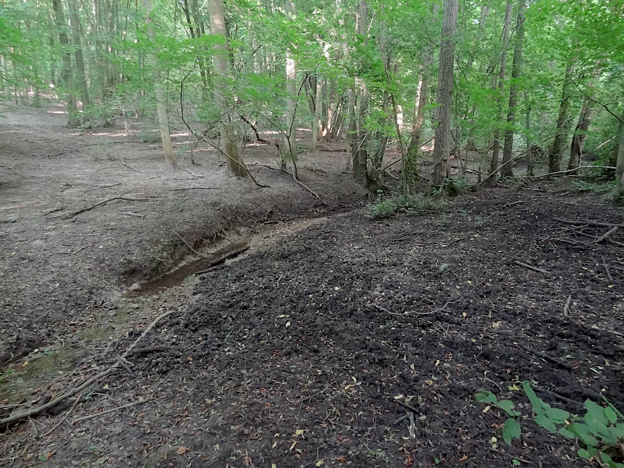 tourbière de la Cailleuse dans la forêt de Montmorency