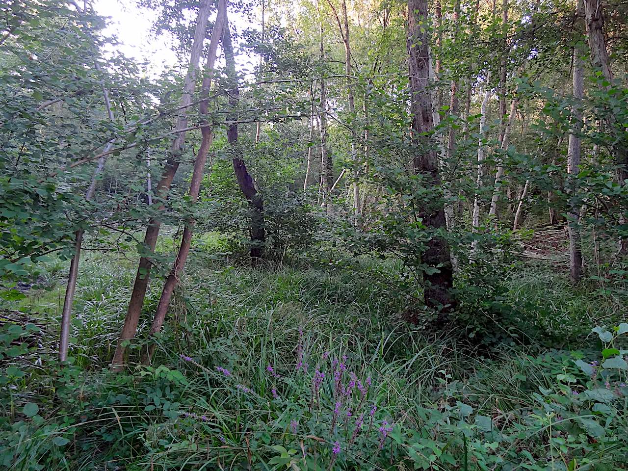 tourbière de la Cailleuse dans la forêt de Montmorency