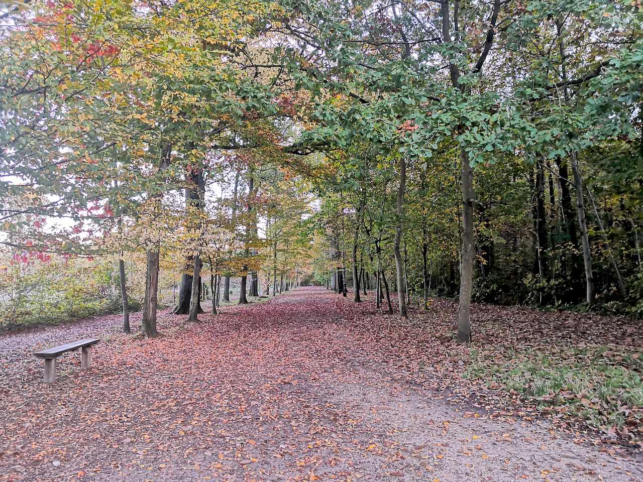 forêt de Montmorency en automne