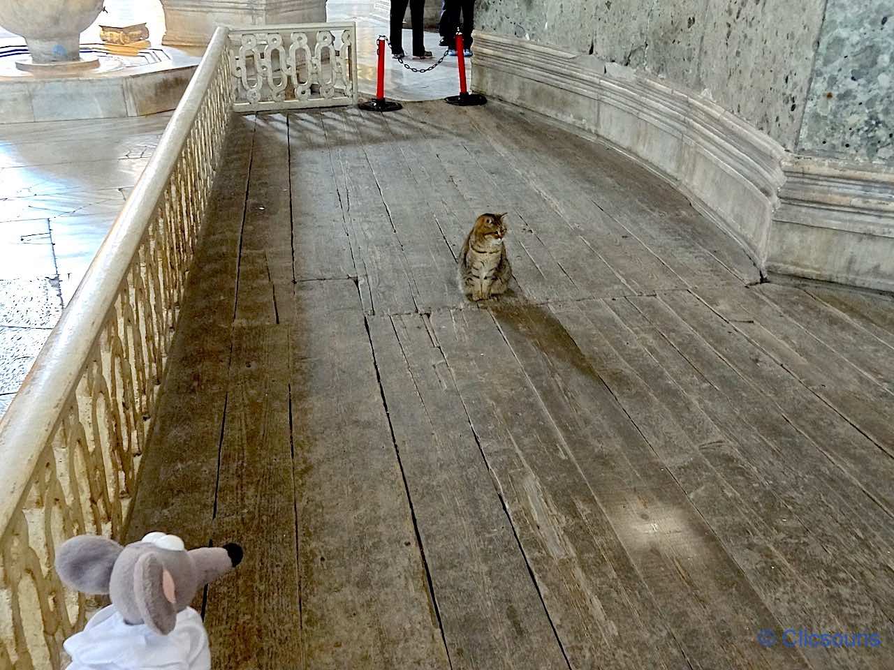 Gli, le chat de la basilique Sainte-Sophie à Istanbul