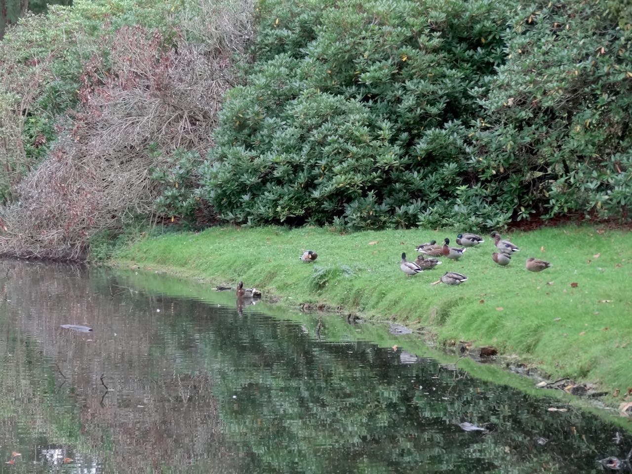 jardin à l'anglaise du parc de Rambouillet