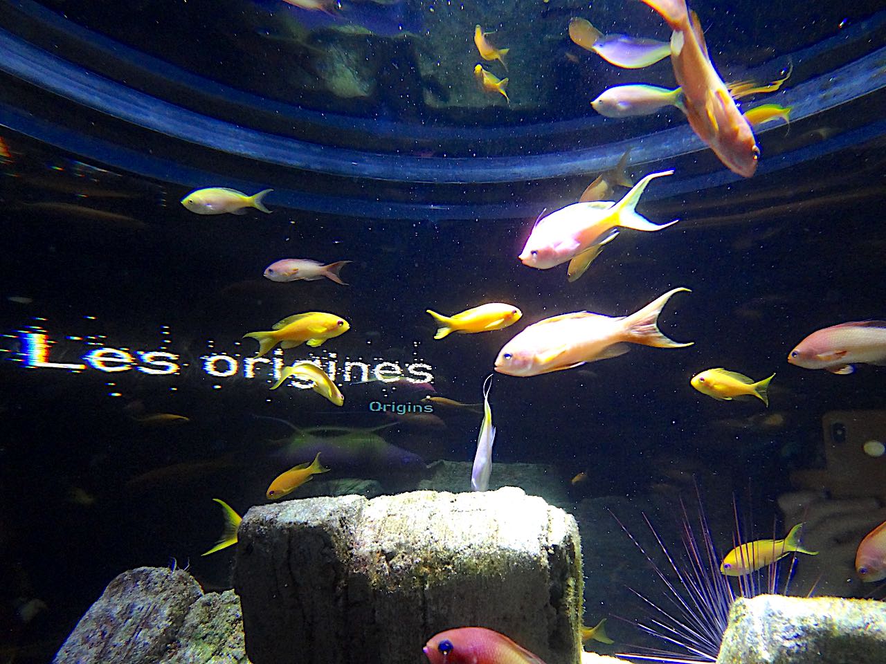 aquarium de la cité de la mer de Cherbourg