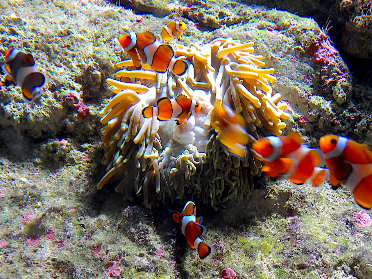 aquarium de la cité de la mer de Cherbourg