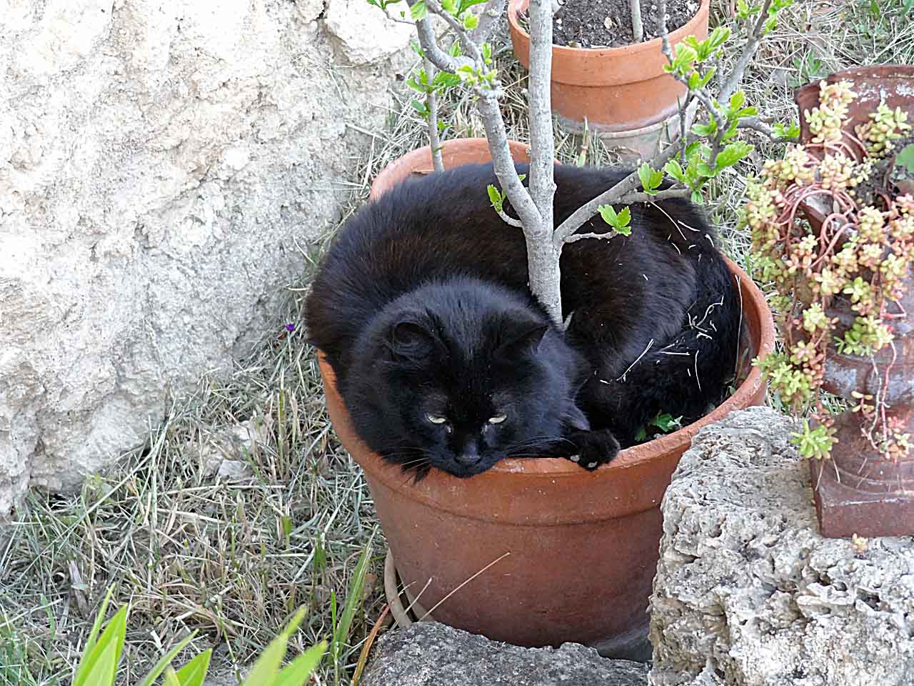 Chat dans un pot à Cotignac