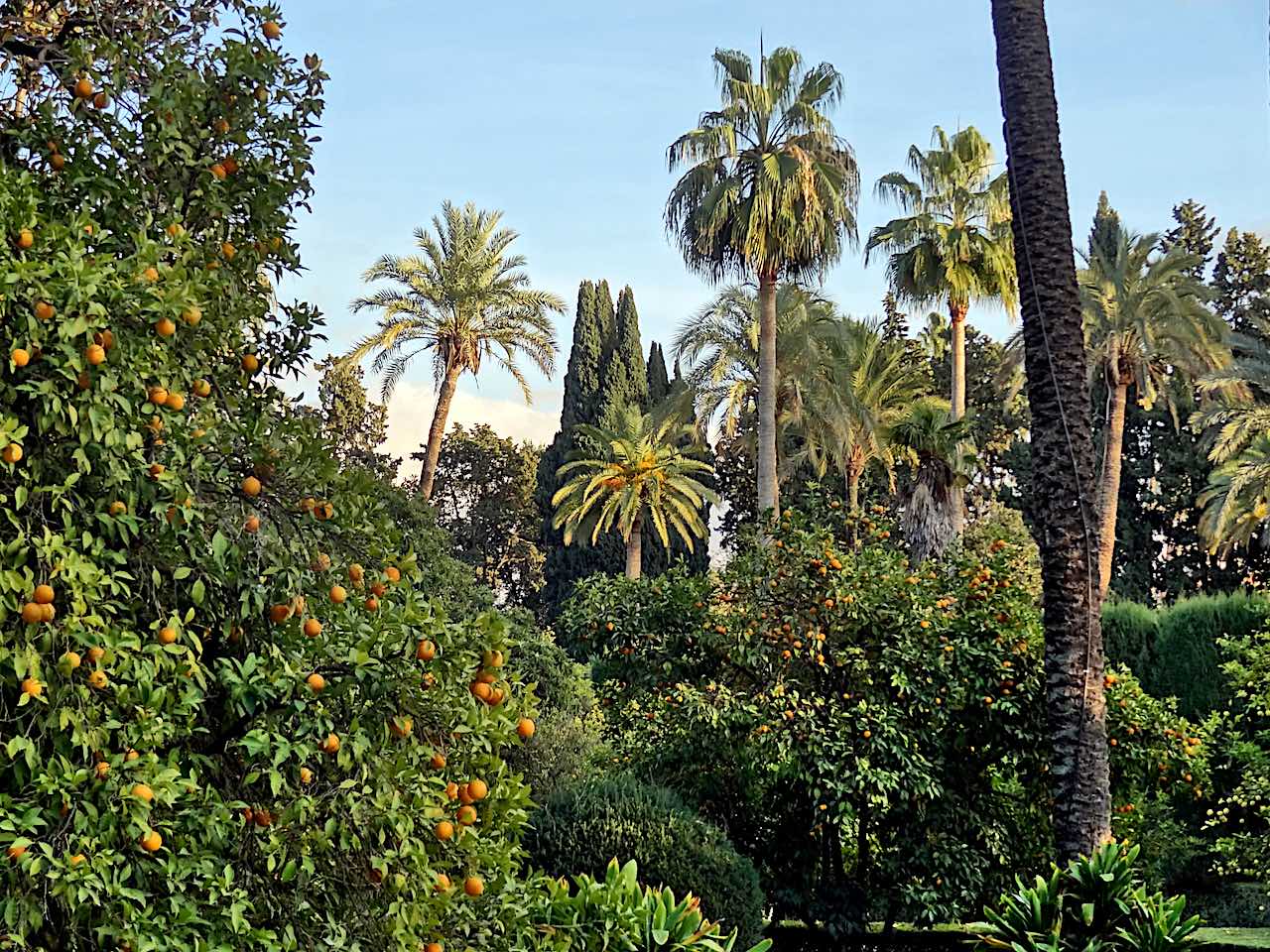 orangers et palmiers dans les jardins de l'Alcazar de Séville