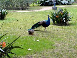 un paon et un canard dans les jardins de l'Alcazar de Séville