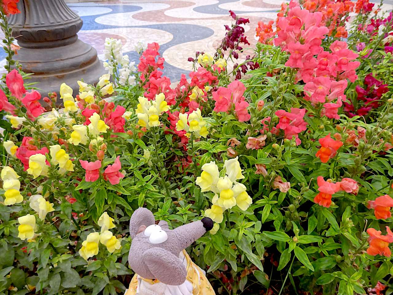 fleurs sur l'esplanade d'Espagne à Alicante