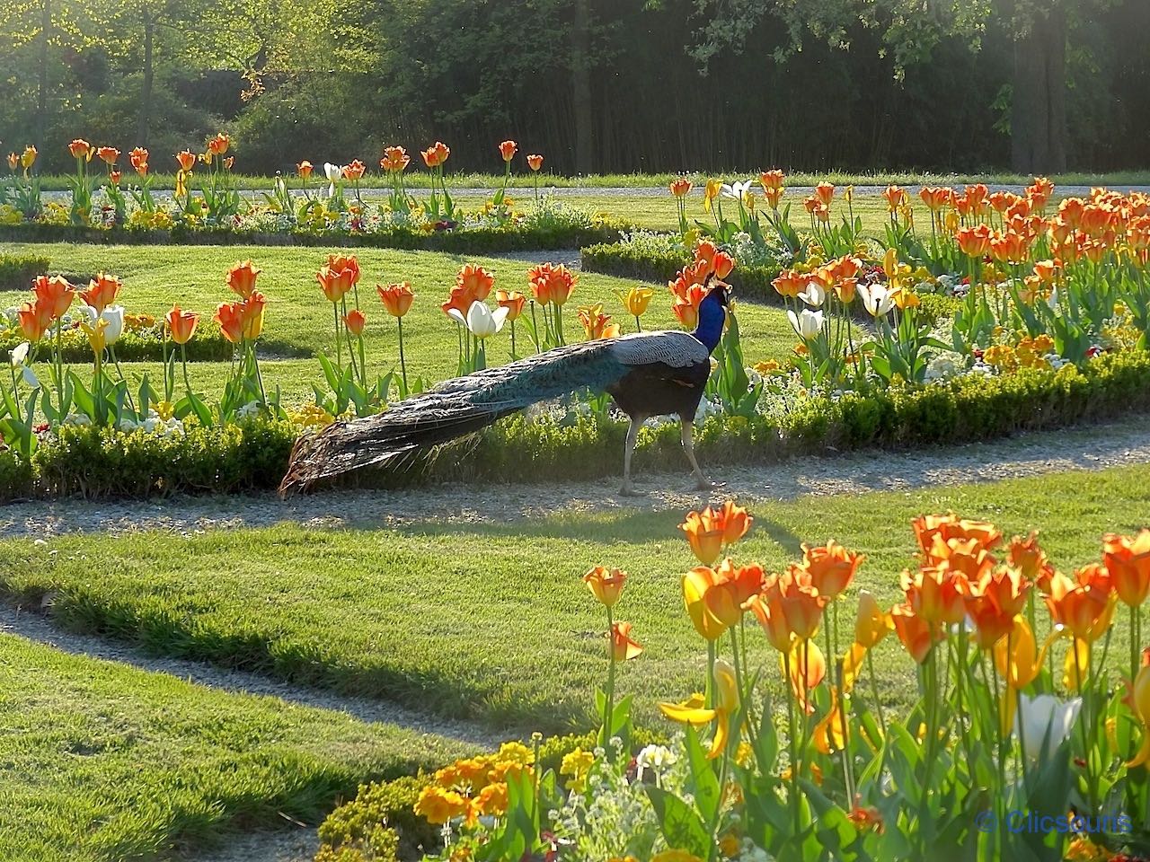 tulipes dans le parc de Bagatelle