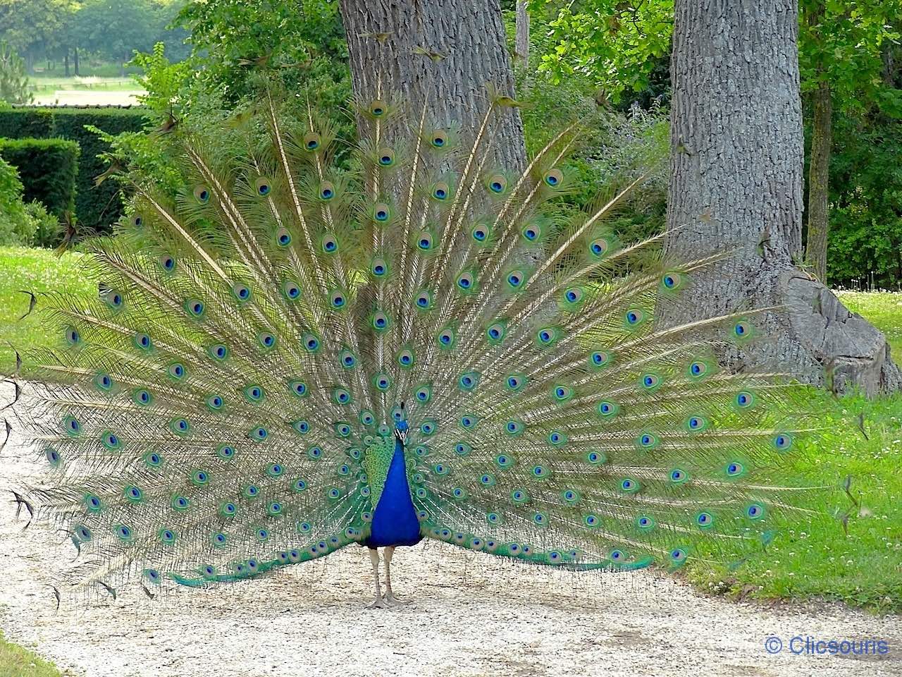 paon dans le parc de Bagatelle