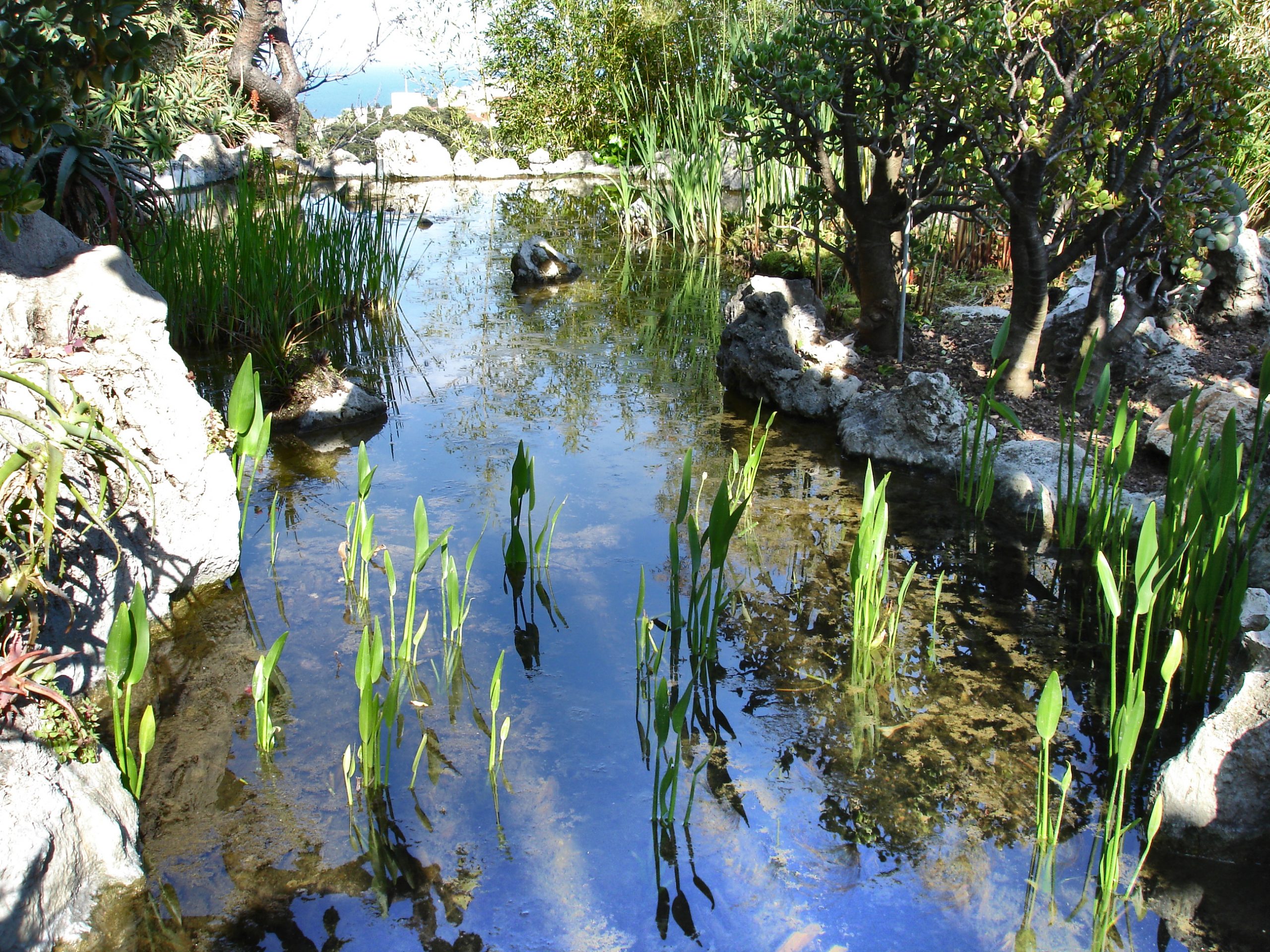 jardin exotique de Monaco