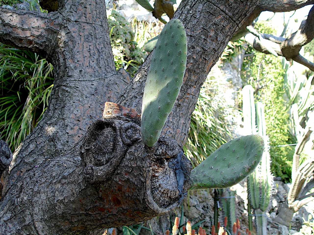 jardin exotique de Monaco