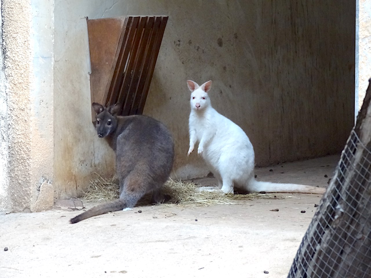 jardin animalier de Monaco