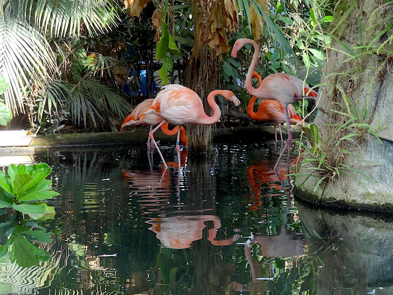 Parc Phoenix à Nice