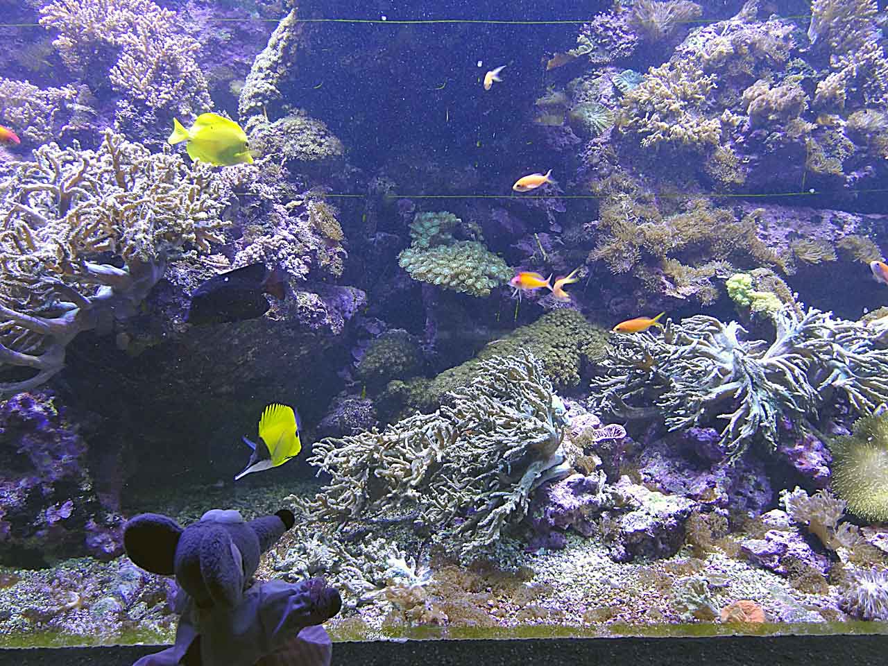 Aquarium de la Porte-Dorée à Paris