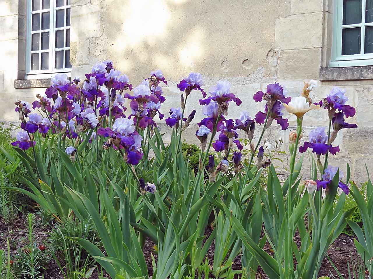 Iris au château d'Auvers-sur-Oise