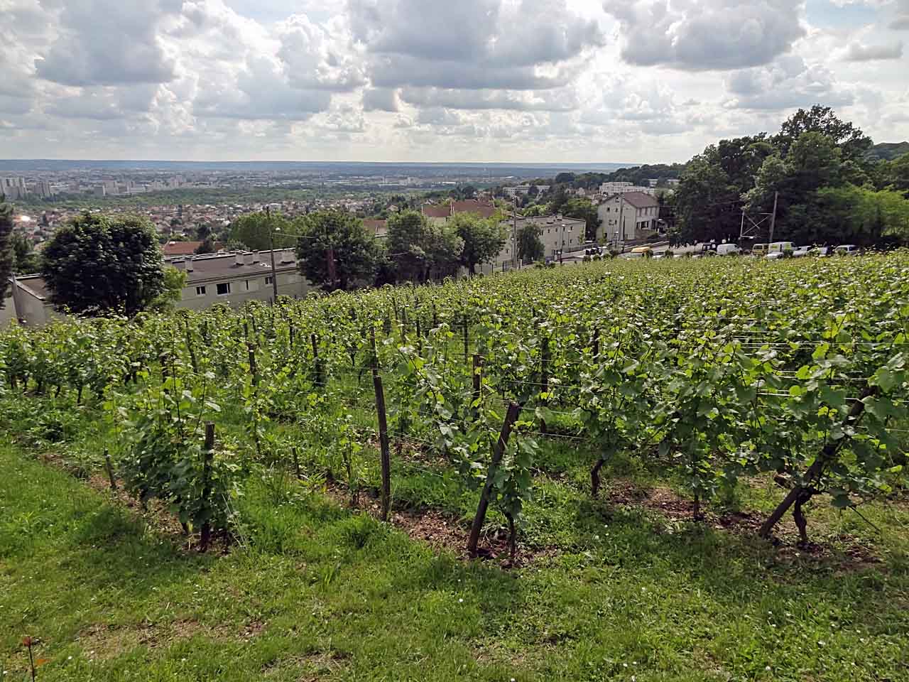 Vignes de Sannois, dominant Argenteuil et la vallée de la Seine
