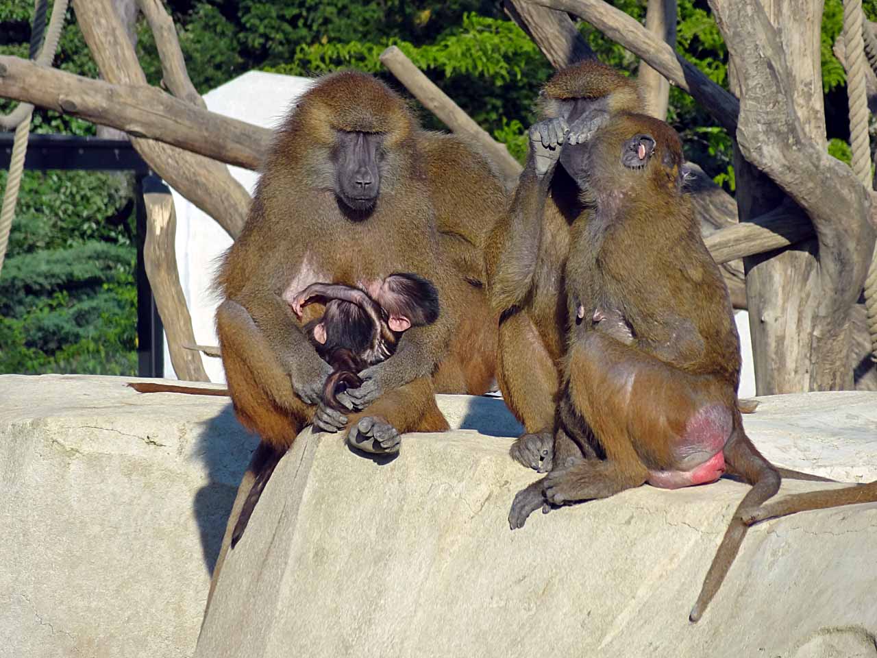 Babouins au zoo de Vincennes
