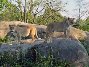 Lions au zoo de Vincennes